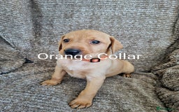Hungarian Vizsla dogs for sale: Hungarian Vizsla x Fox Red Labrador Puppies - Image 9