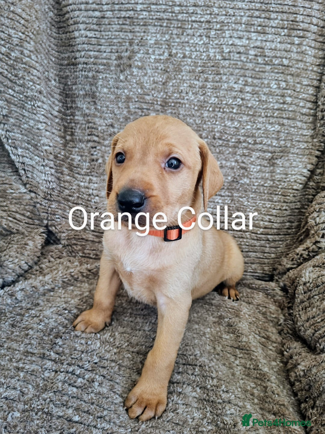 Hungarian Vizsla dogs for sale: Hungarian Vizsla x Fox Red Labrador Puppies - Image 9