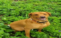 Labrador Retriever dogs for sale: Red Fox Labrador Puppies–Ready from 26th September - Image 20