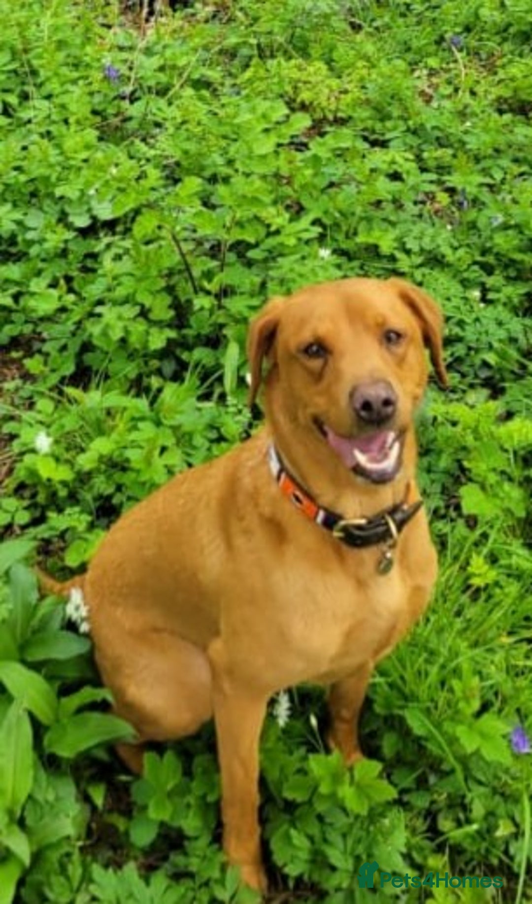 Labrador Retriever dogs for sale: Red Fox Labrador Puppies–Ready from 26th September - Image 20