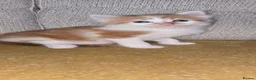 Mixed Breed cats for sale: 4 beautiful babies - Advert 9