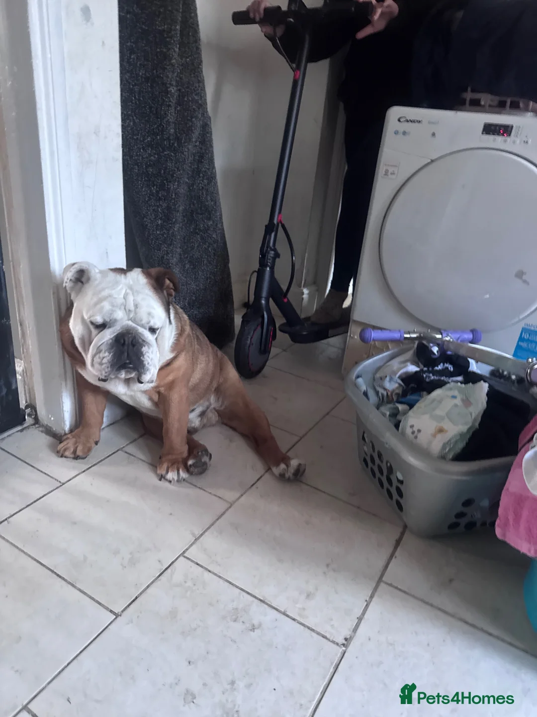Olde English Bulldogge dogs for sale: English bulldog  - Advert 2