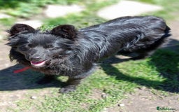 Mixed Breed dogs for adoption: 💖🐶 LILU JET 🐶💖 - Image 16