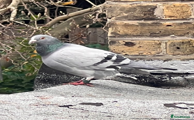 Pigeons birds Rice and pigeon - Advert 16