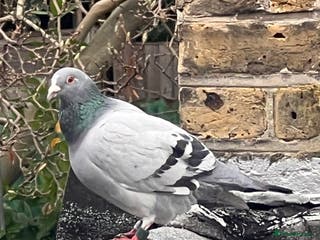 Pigeons birds Rice and pigeon - Advert 6