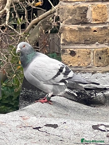 Pigeons birds Rice and pigeon - Advert 2