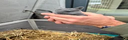 Netherland Dwarf rabbits for sale: 🐰 Dwarf Bunnies Ready Soon 🐰 - Advert 2