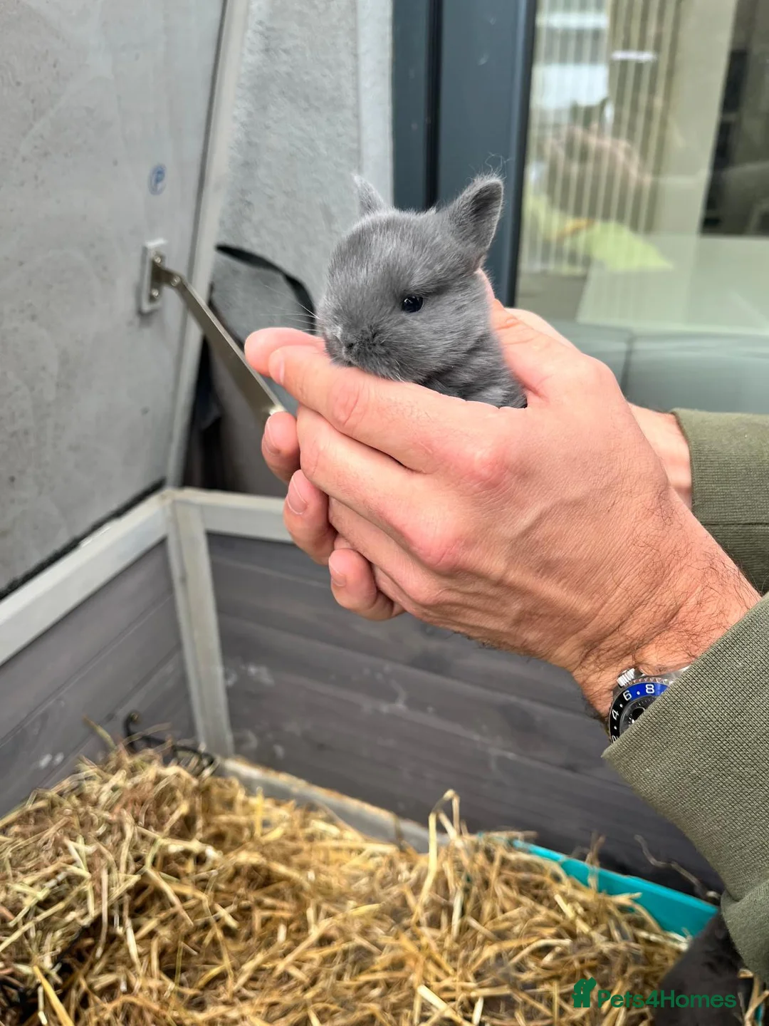 Netherland Dwarf rabbits for sale: 🐰 Dwarf Bunnies Ready Soon 🐰 - Advert 2