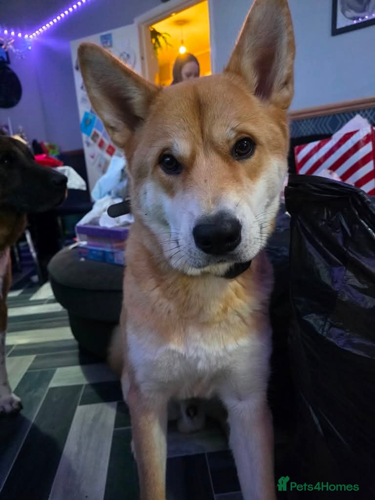 Japanese Shiba Inu dogs Regrettable sale of my boy  - Advert 6