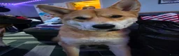 Japanese Shiba Inu dogs for sale: Regrettable sale of my boy  - Advert 1