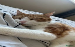 Domestic Shorthair cats for sale: Gorgeous Male Domestic Shorthair Tabby - Image 6