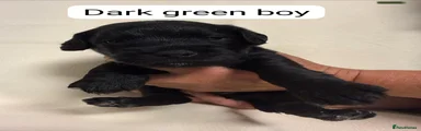 Mixed Breed 5