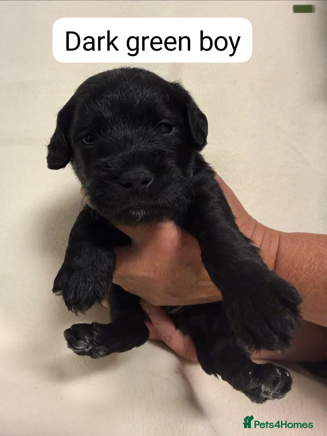 Mixed Breed dogs for sale: Beautiful Schnockapoo Puppies Seeking Loving Homes - Advert 2