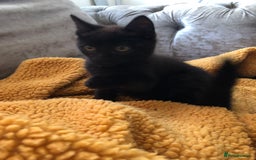 Mixed Breed cats for sale: 4 x male Maine Coon/Siamese mix breed kittens - Image 2
