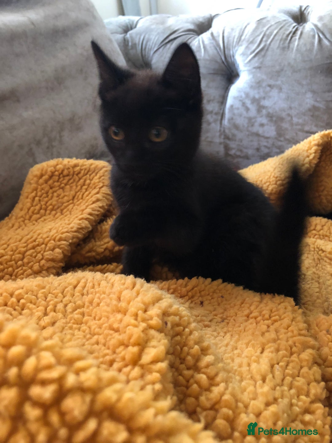 Mixed Breed cats for sale: 4 x male Maine Coon/Siamese mix breed kittens - Image 2