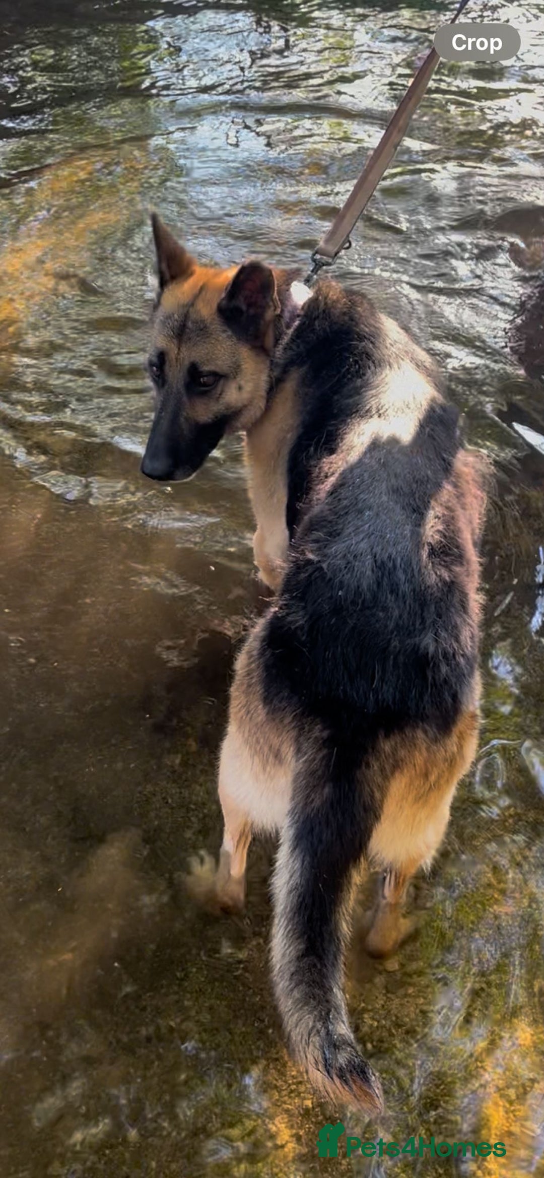 Mixed Breed dogs for adoption: Our Lovely Lucia in Witney - Image 18
