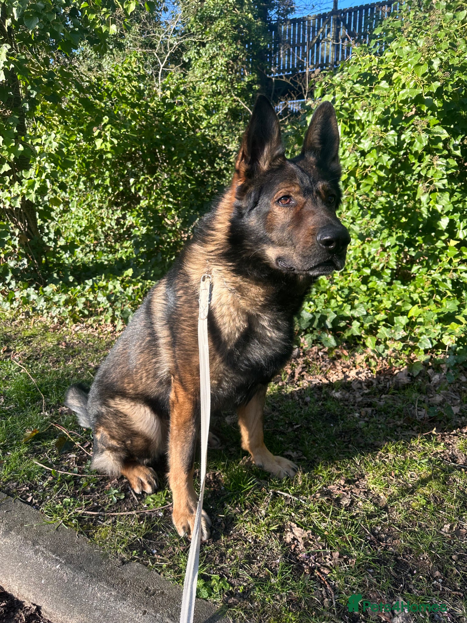 German Shepherd dogs Stuning Gsd Male for Stud - Advert 9