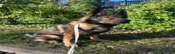 German Shepherd dogs for stud: Stuning Gsd Male for Stud - Advert 1