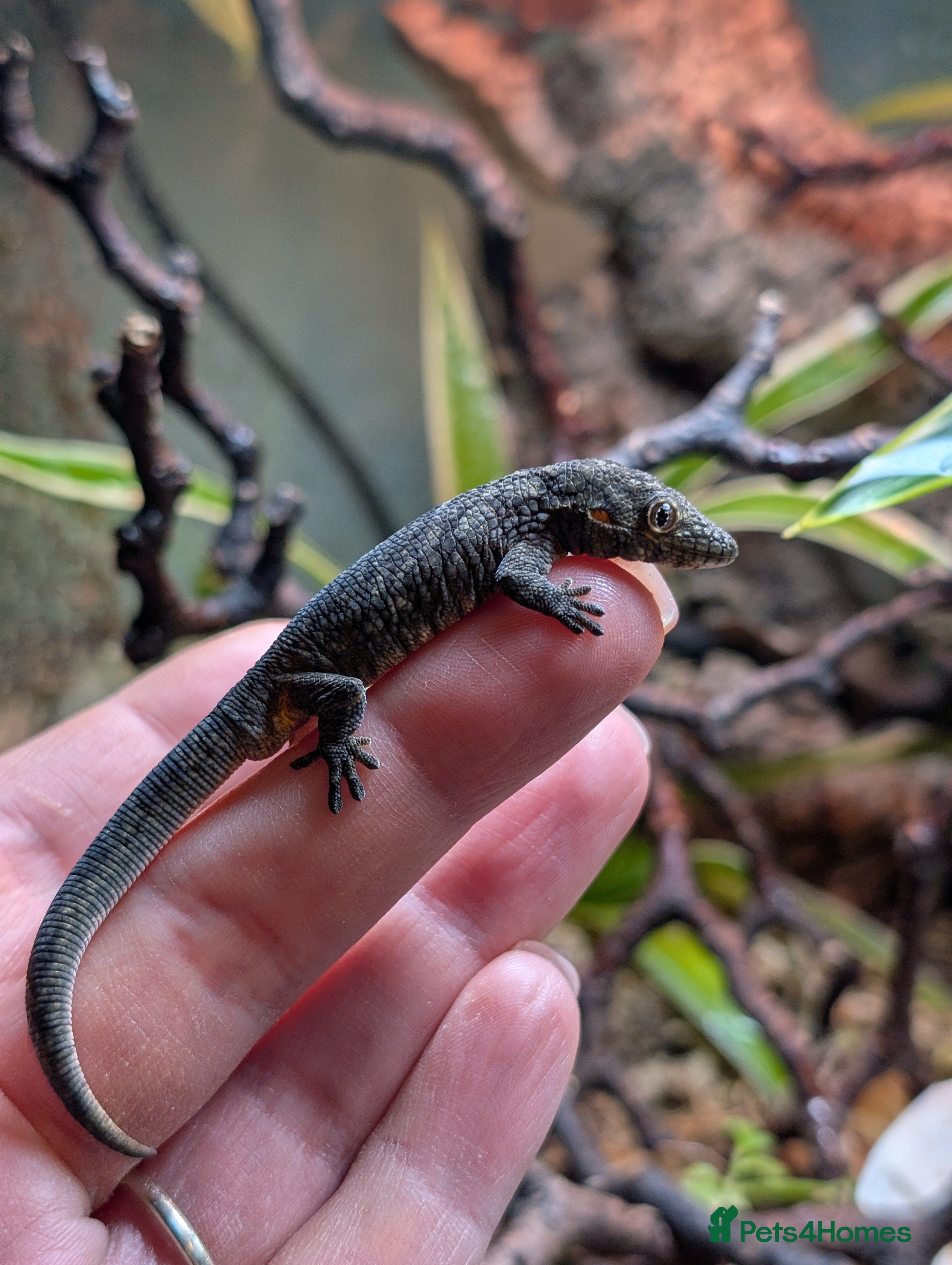 Gecko reptiles Eurydactylodes Agricolae (Bauers Chameleon Gecko) - Advert 5