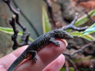 Gecko reptiles Eurydactylodes Agricolae (Bauers Chameleon Gecko) - Advert 1