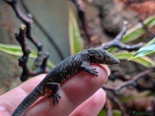 Gecko reptiles Eurydactylodes Agricolae (Bauers Chameleon Gecko) - Advert 5