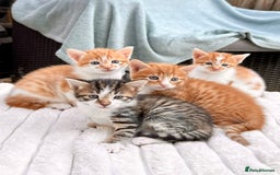 Mixed Breed cats for sale: Ginger Kittens from half Siamese mum - Image 17