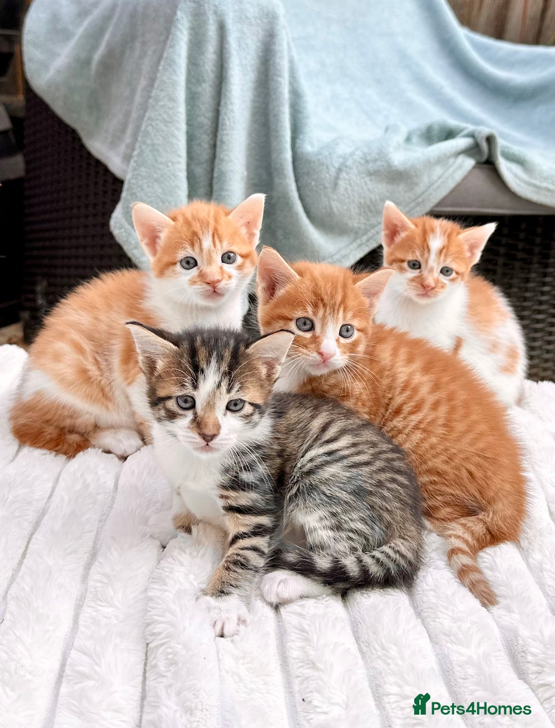 Mixed Breed cats for sale: Ginger Kittens from half Siamese mum - Image 17