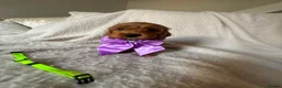 Cockapoo dogs for sale: 4 Gorgeous Cockapoo Puppies Left - Advert 15