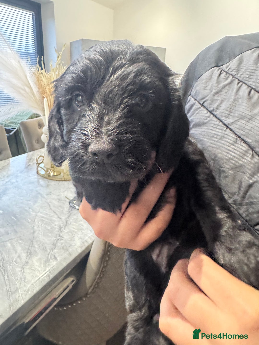 Cockapoo dogs for sale: Beautiful black F1B cockapoo boy ready next week  - Advert 20