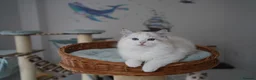 Ragdoll cats for sale: TICA registered seal lynx bicolor boy  - Advert 11