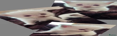 Ragdoll 4