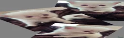 Ragdoll cats for sale: 🏆GCCF REG. EXTENSIVELY TESTED RAGDOLL KITTENS 🌟 - Advert 10