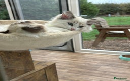 Ragdoll cats for sale: Seal lynx boy. GCCF reg. champion lines - Image 10