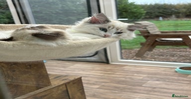 Ragdoll cats - Advert 15