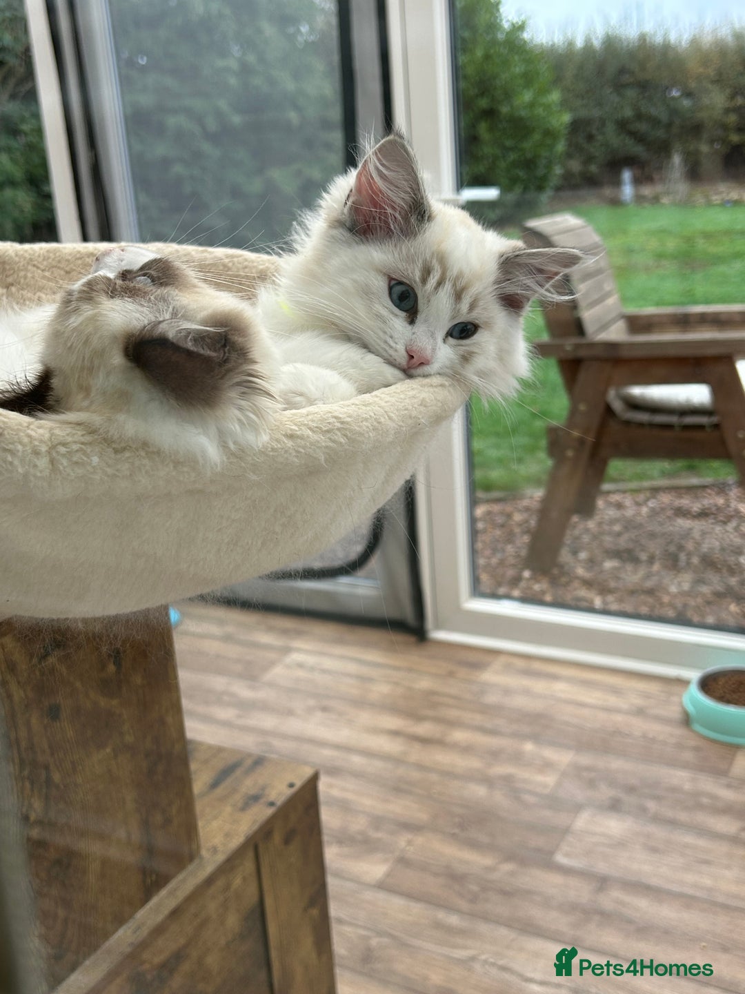 Ragdoll cats for sale: Seal lynx boy. GCCF reg. champion lines - Image 10