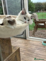 Ragdoll cats - Advert 16