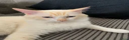 Mixed Breed cats for sale: Blended Ragdoll Kittens - Advert 18
