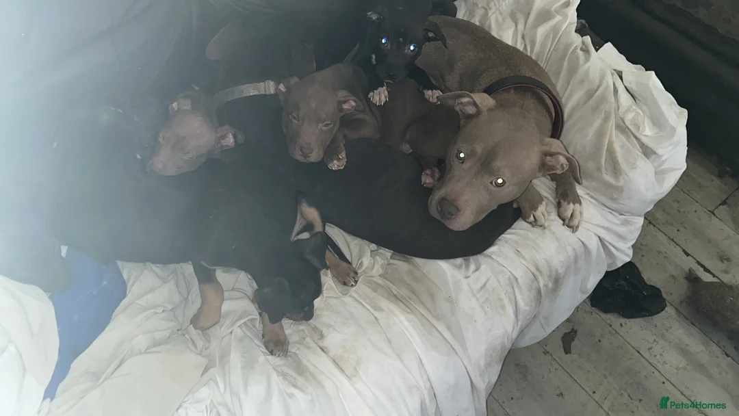 Staffordshire Bull Terrier dogs for sale: Puppies for sale - Advert 4