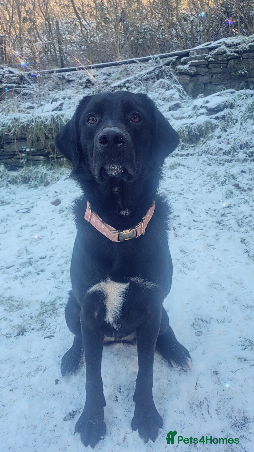 Siberian Husky dogs for sale: Husky male and labernesse female  - Advert 4