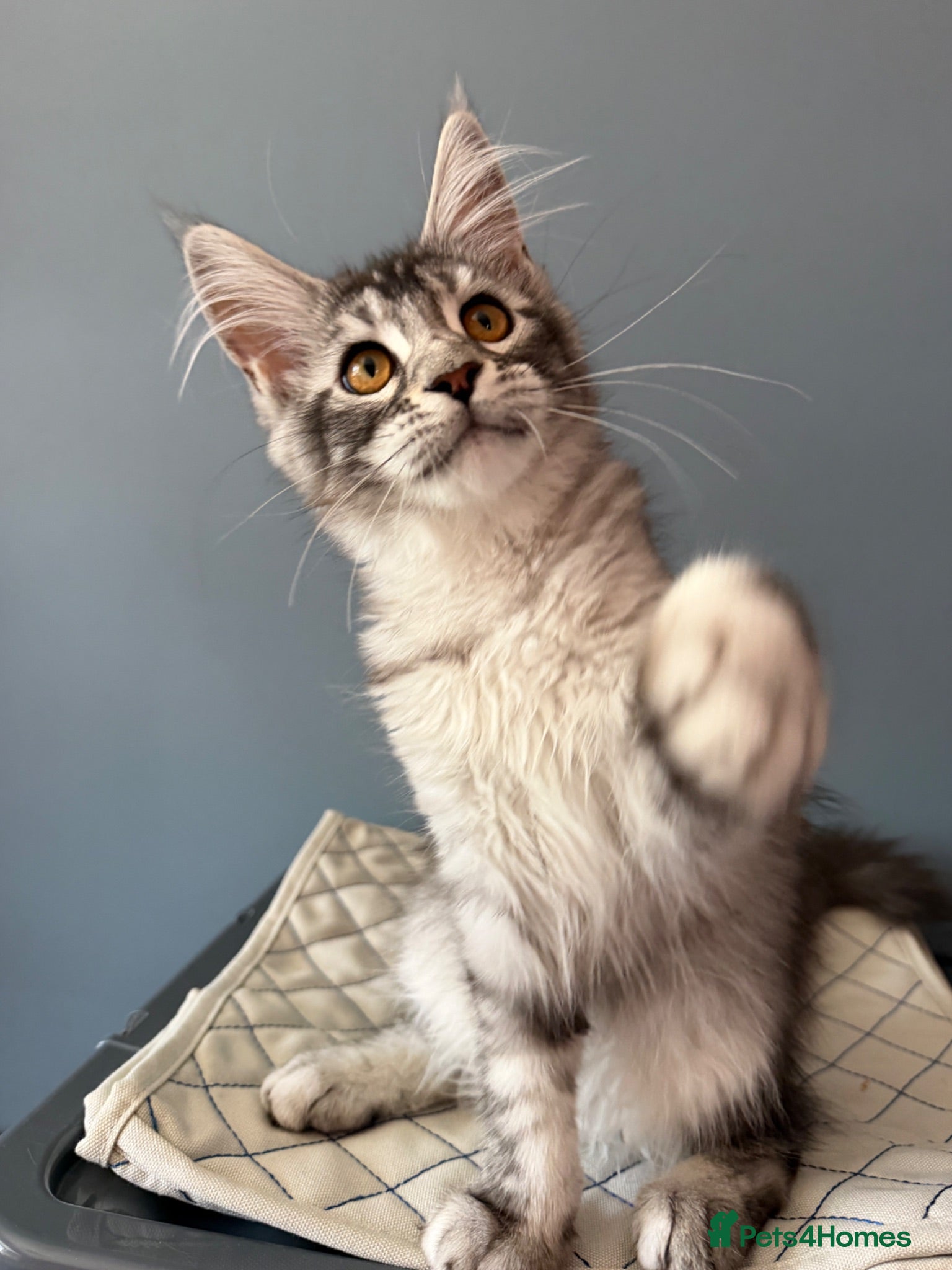 Maine Coon cats TICA Pedigree🧬health tested Maine coon 🩶 Ready - Advert 2