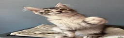 Maine Coon cats for sale: TICA Pedigree Maine coon🧬health tested - Advert 16