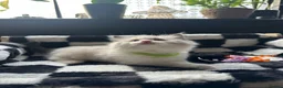 Ragdoll cats for sale: Purebred Ragdoll Kittens  - Advert 15