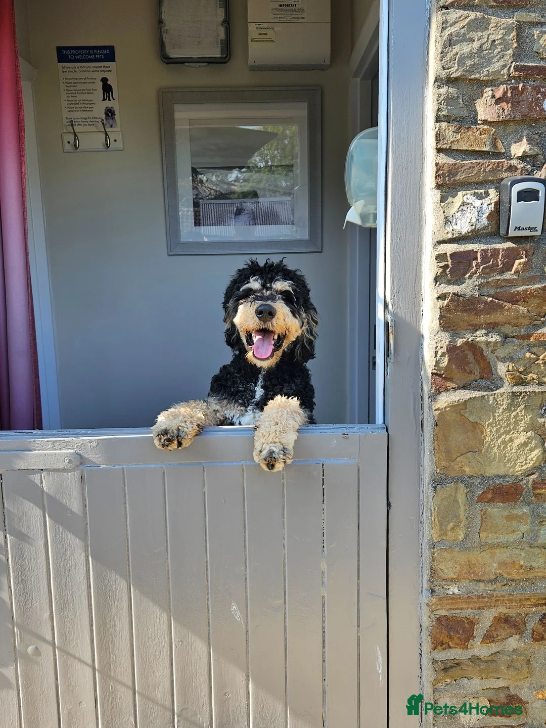 Bernedoodle dogs for sale: Beautiful bernadoodle tri phantom - Advert 2