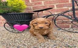 Cockapoo dogs for sale: Ready to leave Beautiful merle & gold  Cockapoos  - Image 21