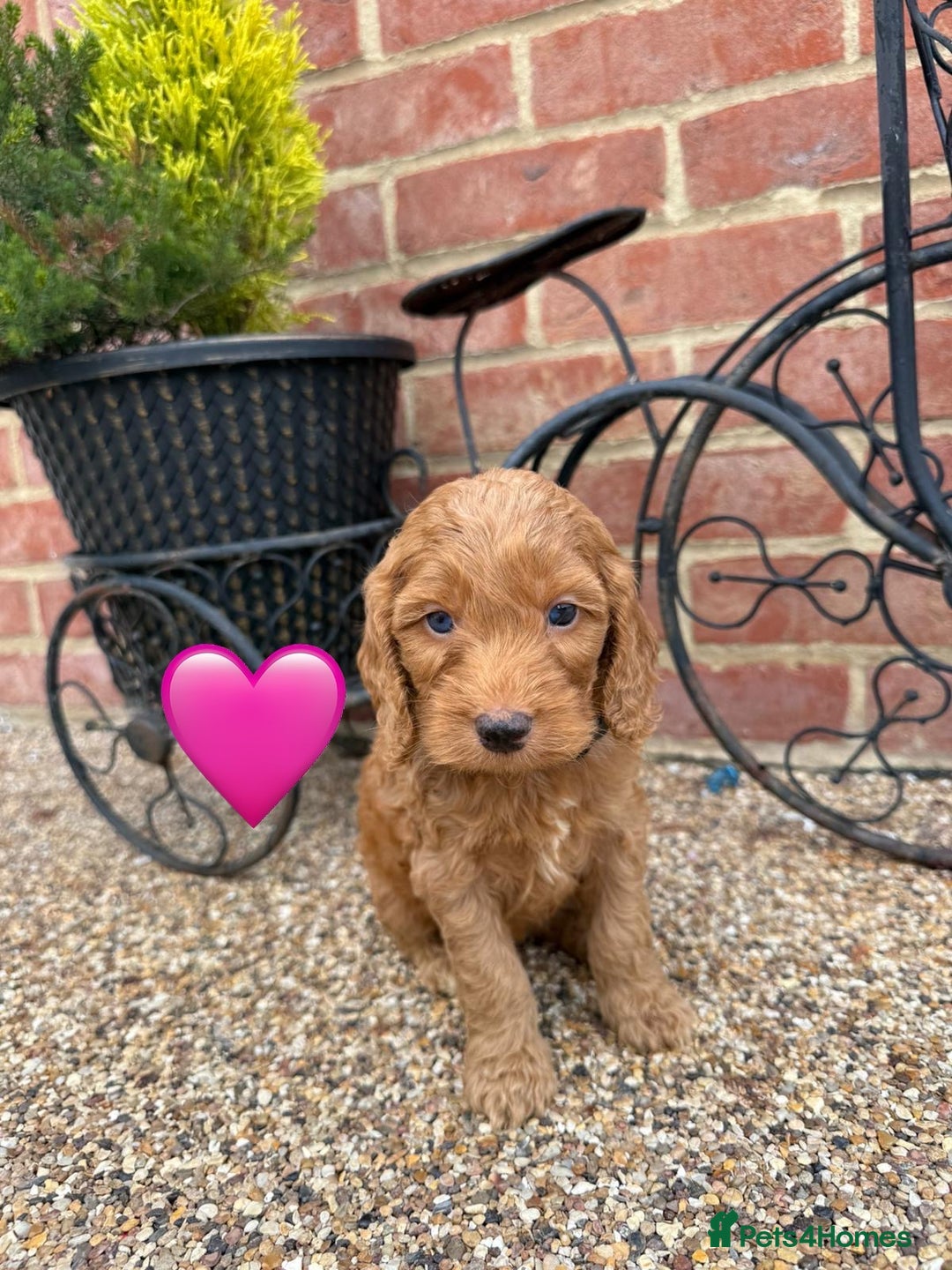 Cockapoo dogs for sale: Ready to leave Beautiful merle & gold  Cockapoos  - Image 21