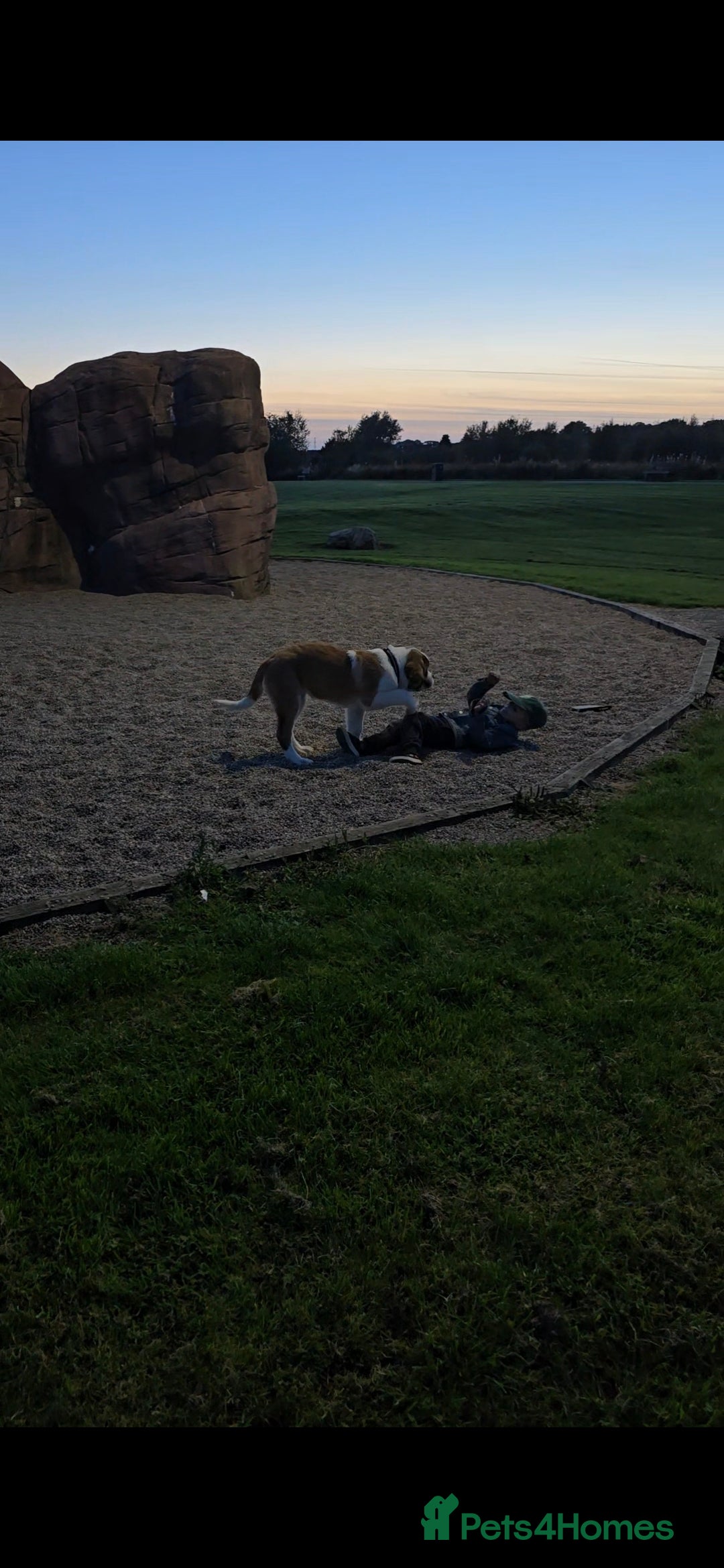 Saint Bernard dogs for sale: KC registered Female Saint Bernard puppy - Advert 5