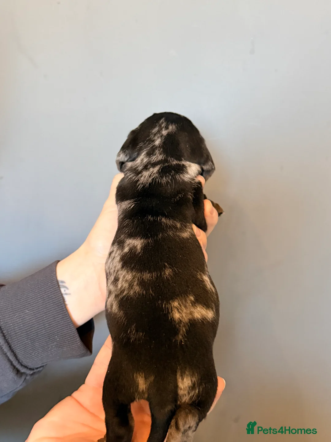 Miniature Dachshund dogs for sale: READY TO GO! dapple/merle daschund puppies - Advert 37