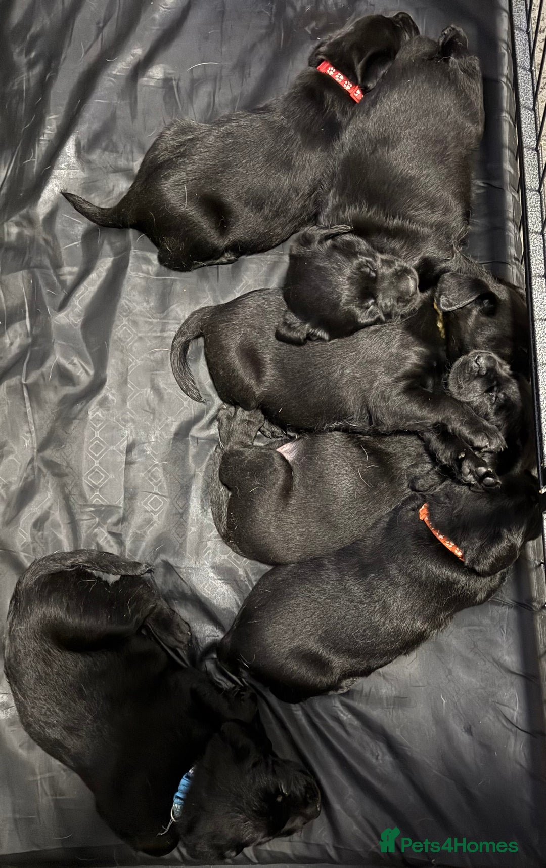 Labrador Retriever dogs for sale: Stunning litter of pure bred black Labrador pups  - Advert 7
