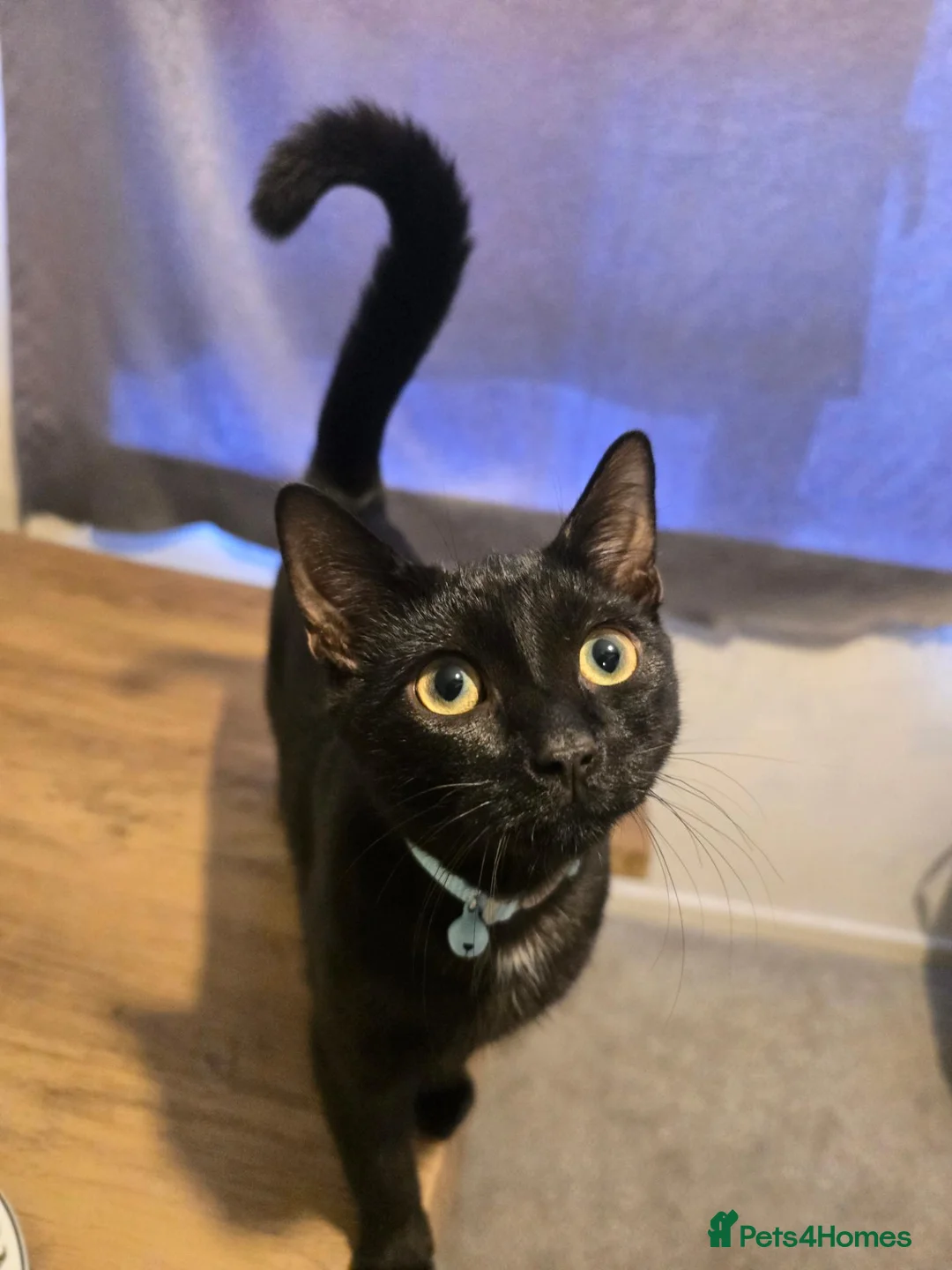 Bengal cats for sale: Male Bengal Mix Kitten 4 Months Old - Advert 2