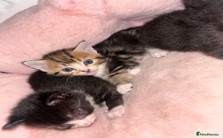 Mixed Breed cats - Advert 1